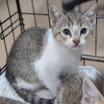 D.W -  Domestic Short Hair Cat for Adoption in Buchanan Dam, Texas - D.W | PetCurious