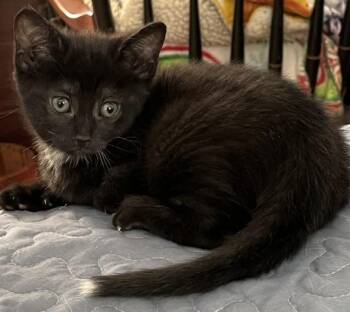 Tug" Boat -  Domestic Short Hair Cat for Adoption in Cumberland, Maine - Tug" Boat | PetCurious