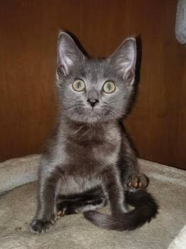 Russian Blue and Domestic Short Hair Cats Available for Adoption - Asher | PetCurious
