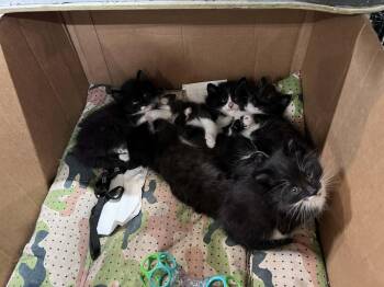 Domestic Medium Hair Cats Available for Adoption in Grand Rapids, Michigan - Chickadee | PetCurious