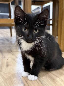 Rescue Domestic Short Hair Cats for Adoption in Rochester Hills, Michigan - Matey | PetCurious