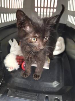 Rescue Domestic Short Hair Cats for Adoption in Fort Lauderdale, Florida - JAVA | PetCurious