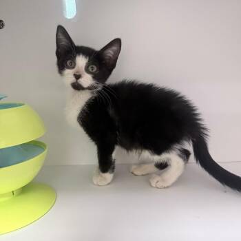 Twinkie -  Domestic Short Hair Cat for Adoption in Jupiter, Florida - Twinkie | PetCurious