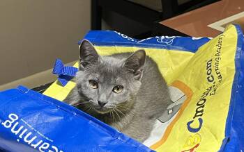 Privet -  Domestic Short Hair Cat for Adoption in Mckinney, Texas - Privet | PetCurious