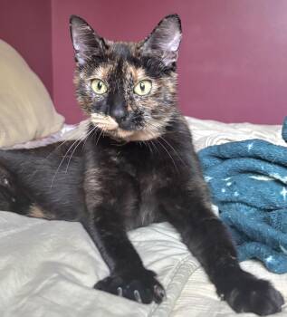 Rescue Tortoiseshell Cats for Adoption in Lyons, Illinois - Cali | PetCurious