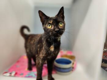 Nyx -  Domestic Short Hair Cat for Adoption in Stanley, Virginia - Nyx | PetCurious
