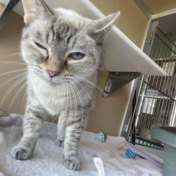 Marcy -  Domestic Short Hair Cat for Adoption in Leander, Texas - Marcy | PetCurious