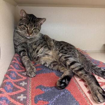 Rescue Domestic Short Hair Cats for Adoption in Hudson, New York - Wills | PetCurious