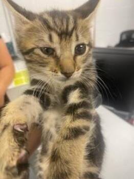 Domestic Short Hair Cats Available for Adoption in St. Cloud, Florida - BARBIE | PetCurious
