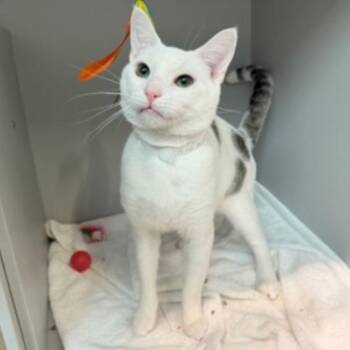 Domestic Short Hair Cats Available for Adoption in New York, New York - Kenaf | PetCurious