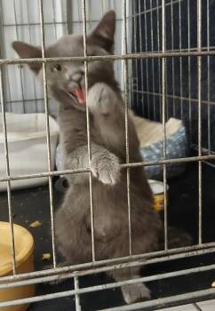 Bluey -  Russian Blue Cat for Adoption in Lee