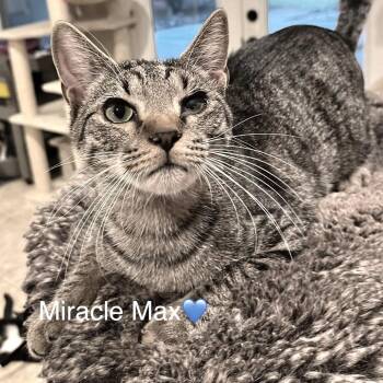 Miracle Max -  Domestic Short Hair Cat for Adoption in Peachtree City, Georgia - Miracle Max | PetCurious