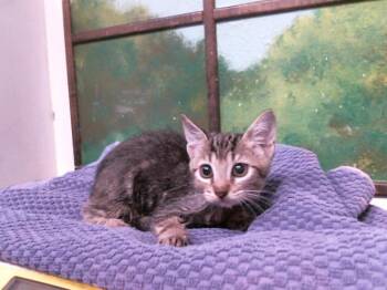 FAIRY -  Domestic Short Hair Cat for Adoption in Houston, Texas - FAIRY | PetCurious