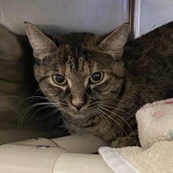 Chuca -  Domestic Short Hair Cat Available for Adoption in Walker, Michigan - Chuca | PetCurious