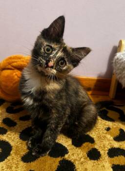 RACHEL -  Tortoiseshell Cat for Adoption in Kenosha, Wisconsin - RACHEL | PetCurious