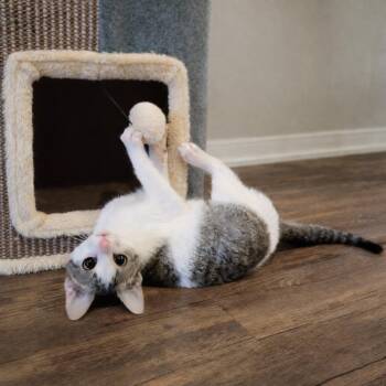 Domestic Short Hair and Tabby Cats Available for Adoption - Dora | PetCurious