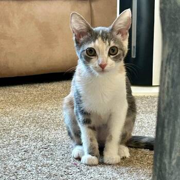 Carolina Reaper -  Calico Cat for Adoption in San Tan Valley, Arizona - Carolina Reaper | PetCurious