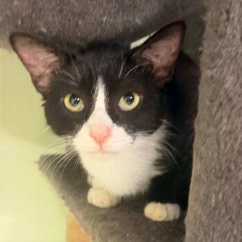 Domestic Short Hair Cats Available for Adoption - Nicholas | PetCurious