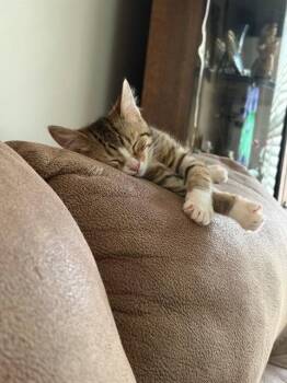 MOLLY -  Domestic Short Hair Cat for Adoption in Louisville, Kentucky - MOLLY | PetCurious