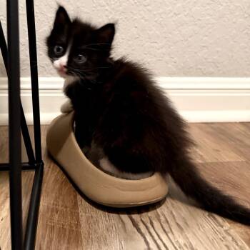 Domestic Medium Hair and Domestic Short Hair Cats Available for Adoption in San Antonio, Texas - Wembly | PetCurious