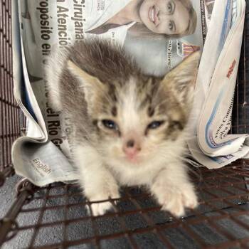 ELLIE -  Domestic Short Hair Cat for Adoption in San Antonio, Texas - ELLIE | PetCurious