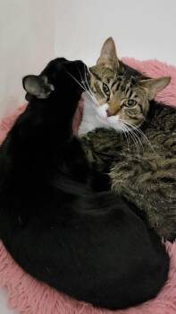 Hall & Oates -  Domestic Short Hair Cat for Adoption - Hall & Oates | PetCurious