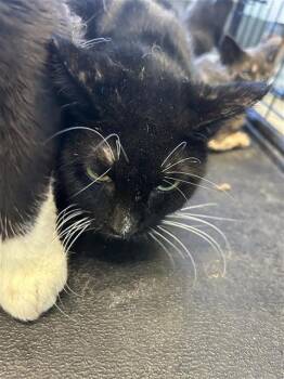 Domestic Short Hair Cats Available for Adoption - A796091 | PetCurious