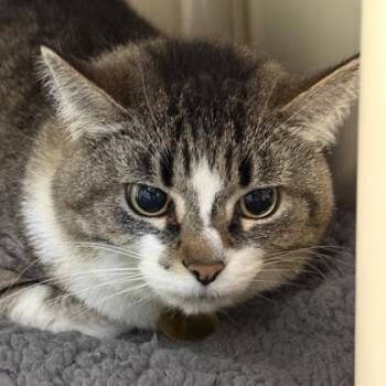 Domestic Short Hair Cats Available for Adoption in Lansing, Michigan - Ginger | PetCurious