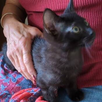Opie -  Exotic Shorthair Cat for Adoption in Volcano, Hawaii - Opie | PetCurious