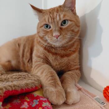 Rusty -  Domestic Short Hair Cat for Adoption in Littleton, New Hampshire - Rusty | PetCurious