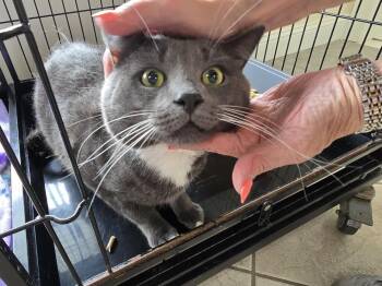 KENJI -  Domestic Short Hair Cat for Adoption in Southbury, Connecticut - KENJI | PetCurious