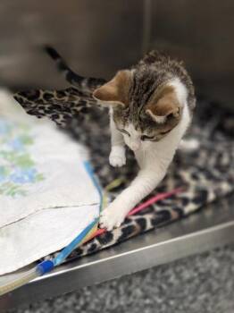 Costello -  Domestic Short Hair Cat for Adoption in Westland, Michigan - Costello | PetCurious