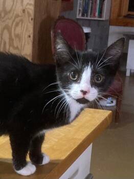 Bermuda26 -  Domestic Short Hair Cat for Adoption in Youngsville, North Carolina - Bermuda26 | PetCurious