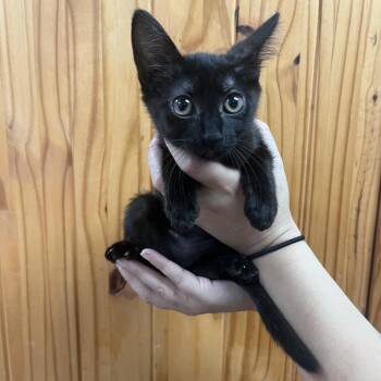 Padme -  Domestic Short Hair Cat for Adoption in Waco, Texas - Padme | PetCurious