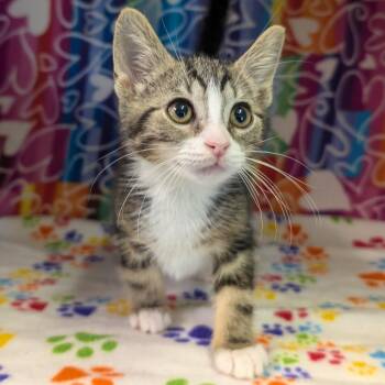 Rudy -  Domestic Short Hair Cat for Adoption - Rudy | PetCurious