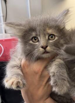 NALA -  Domestic Long Hair Cat for Adoption in Algona, Iowa - NALA | PetCurious