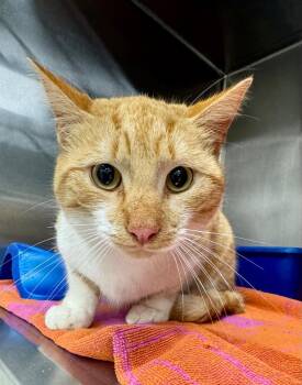 Domestic Short Hair Cats Available for Adoption - Brodsky | PetCurious