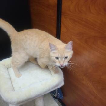 Jennie -  Domestic Medium Hair Cat for Adoption in Buffalo, New York - Jennie | PetCurious
