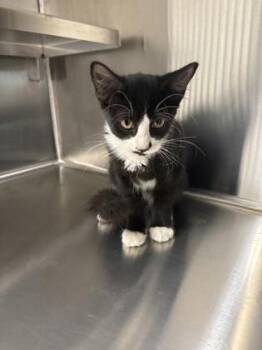 Anastasia -  Domestic Short Hair Cat for Adoption in Daphne, Alabama - Anastasia | PetCurious