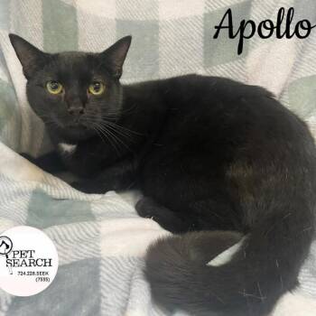 Domestic Short Hair Cats Available for Adoption in Washington, Pennsylvania - Apollo | PetCurious