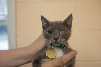 Domestic Short Hair Cats Available for Adoption in Mountain Home, Arkansas - Suzy | PetCurious