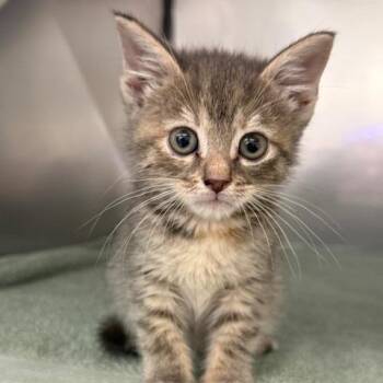 Gibson -  Domestic Short Hair Cat for Adoption in Lake Panasoffkee, Florida - Gibson | PetCurious