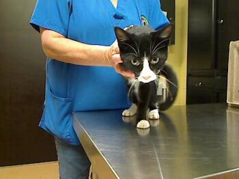 TUX -  Domestic Short Hair Cat for Adoption in Cookeville, Tennessee - TUX | PetCurious