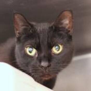 Jett -  Domestic Short Hair Cat for Adoption in Hilliard, Ohio - Jett | PetCurious