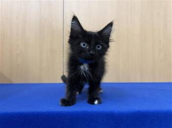 BUZZ -  Domestic Medium Hair Cat for Adoption in Brentwood, Missouri - BUZZ | PetCurious