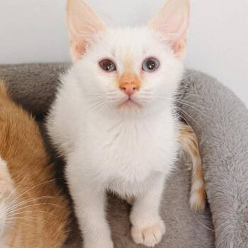 Sugar Cookie Jessup -  Domestic Short Hair Cat for Adoption in Eagle Mountain, Utah - Sugar Cookie Jessup | PetCurious
