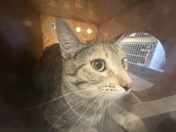 A123429 -  Domestic Short Hair Cat for Adoption in West Valley City, Utah - A123429 | PetCurious