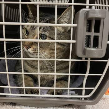 Sara -  Domestic Short Hair Cat for Adoption in Port Charlotte, Florida - Sara | PetCurious