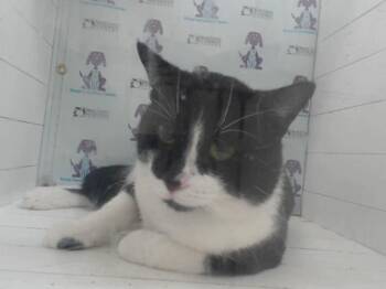 ECLIPSE -  Domestic Short Hair Cat for Adoption in Orlando, Florida - ECLIPSE | PetCurious