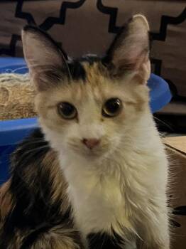Rescue Domestic Short Hair Cats for Adoption in Youngtown, Arizona - Audrey Hepburn | PetCurious